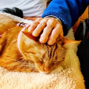 Basil, a large orange cat