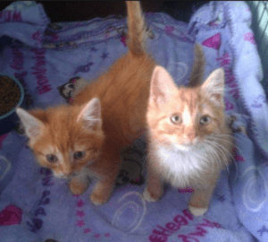 Two orange kittens